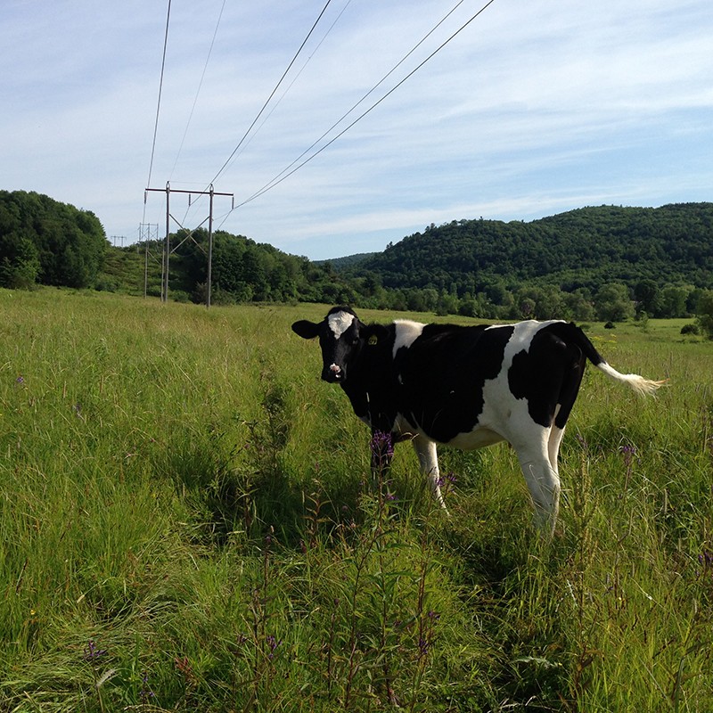 Cow hiking in VELCO right of way