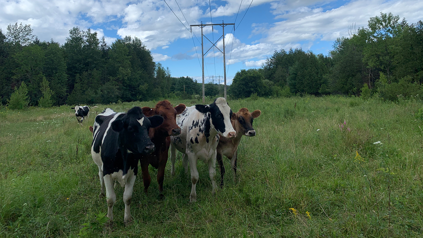 Cows under a power line
