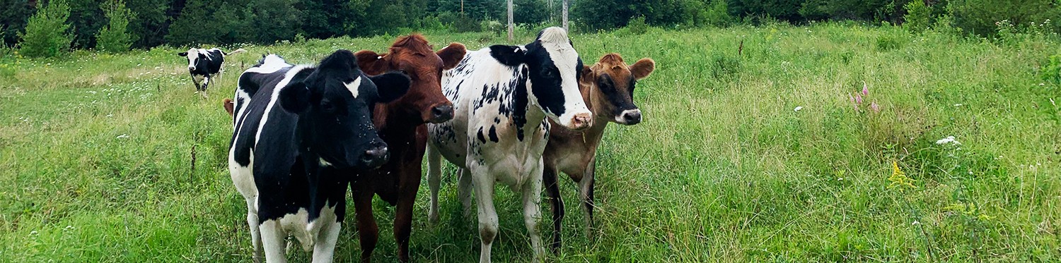 Cows gathered in a field