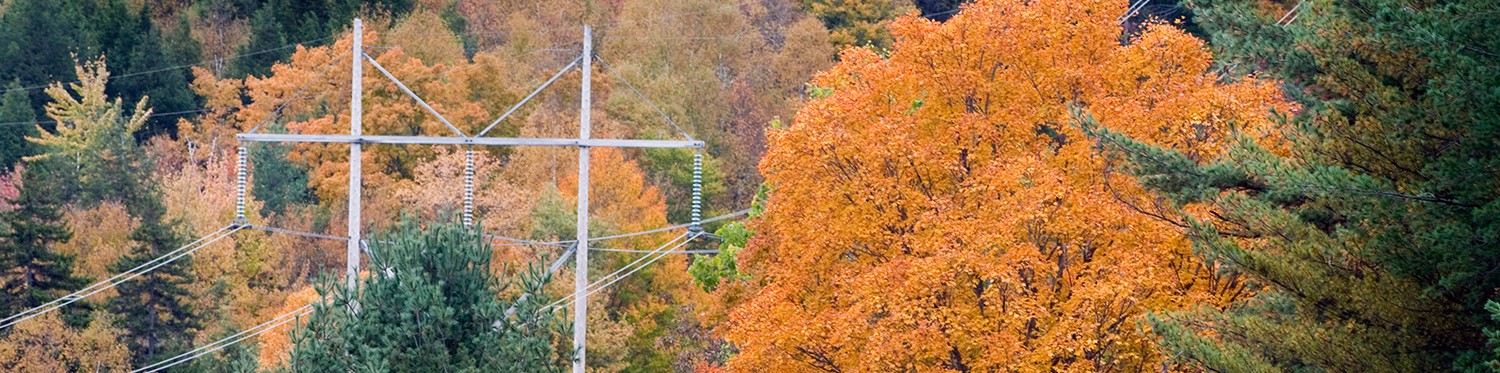Powerlines and foliage