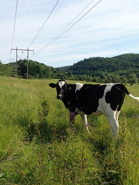 Cow near powerlines