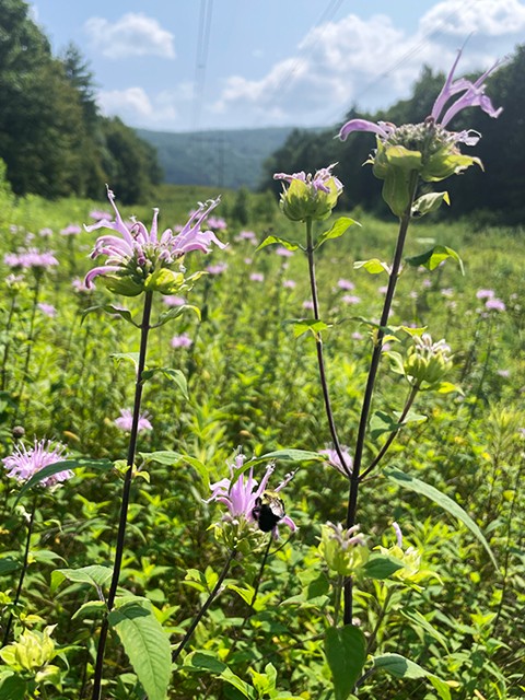 Flowers in VELCO right of way