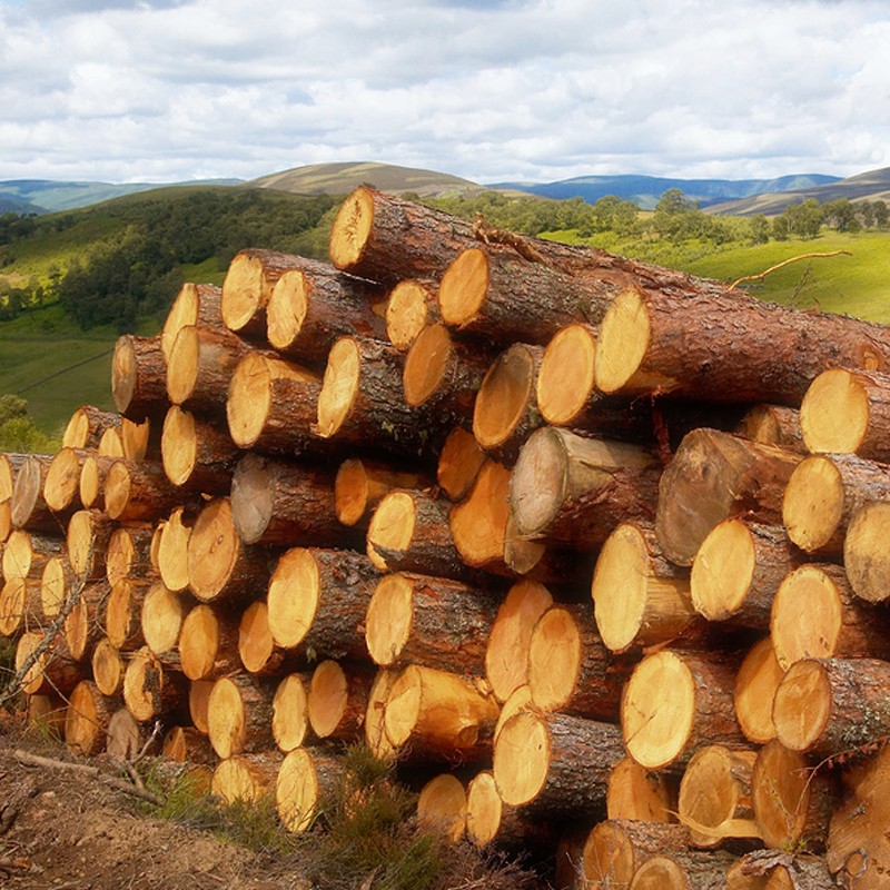 Pile of logs