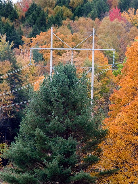 Power lines and foliage