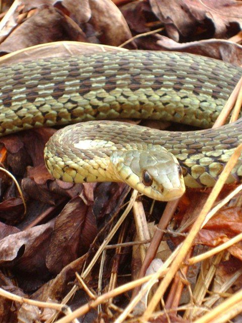 Snake closeup