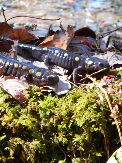 Salamanders closeup