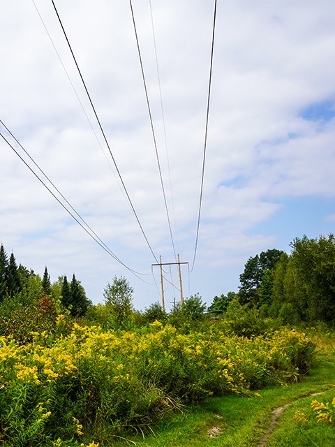power lines above vegetation