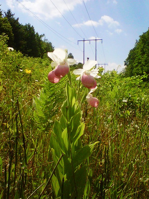 Flowers under the power line