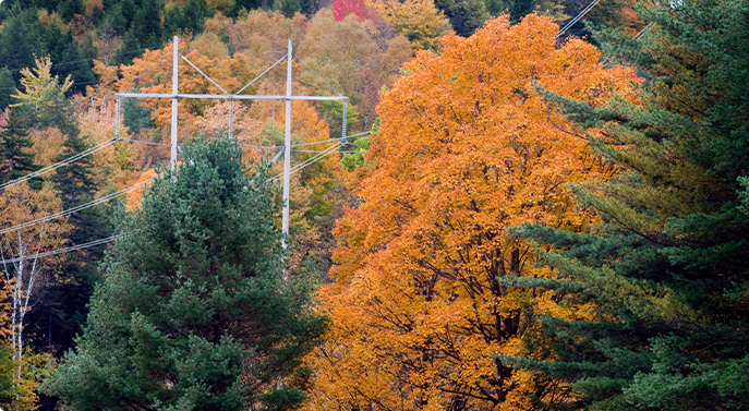 Trees and power line