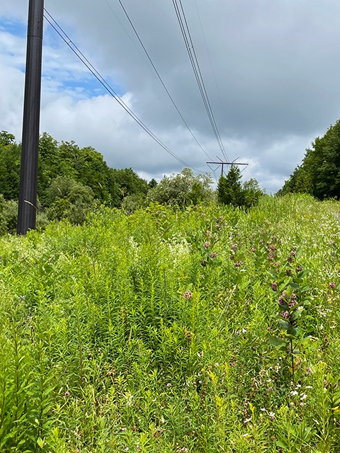 Milkweed underneath powerline