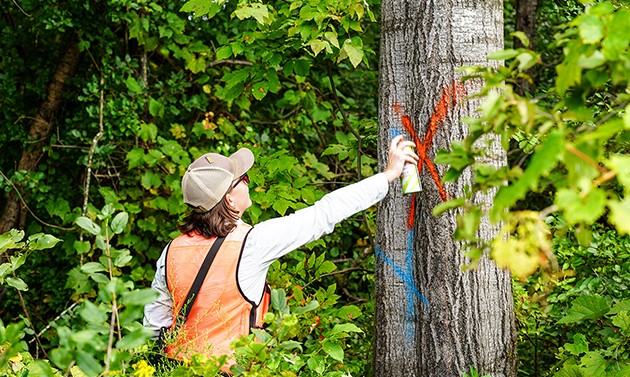 Velco worker marking tree