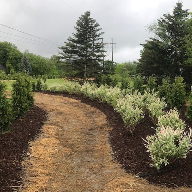 Landscaping along VELCO ROW