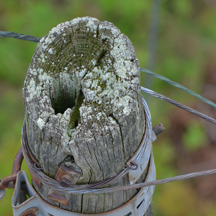 Rotted powerline pole