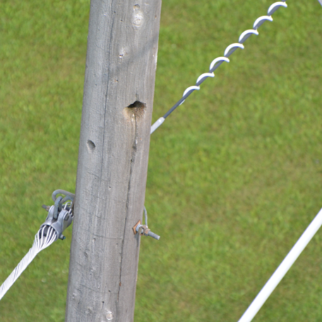 Woodpecker damage