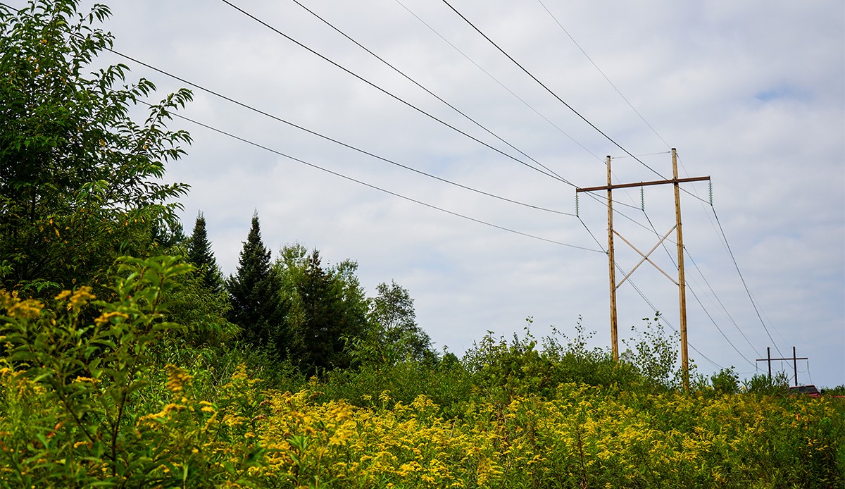 Powerlines with vegetation and blue sky