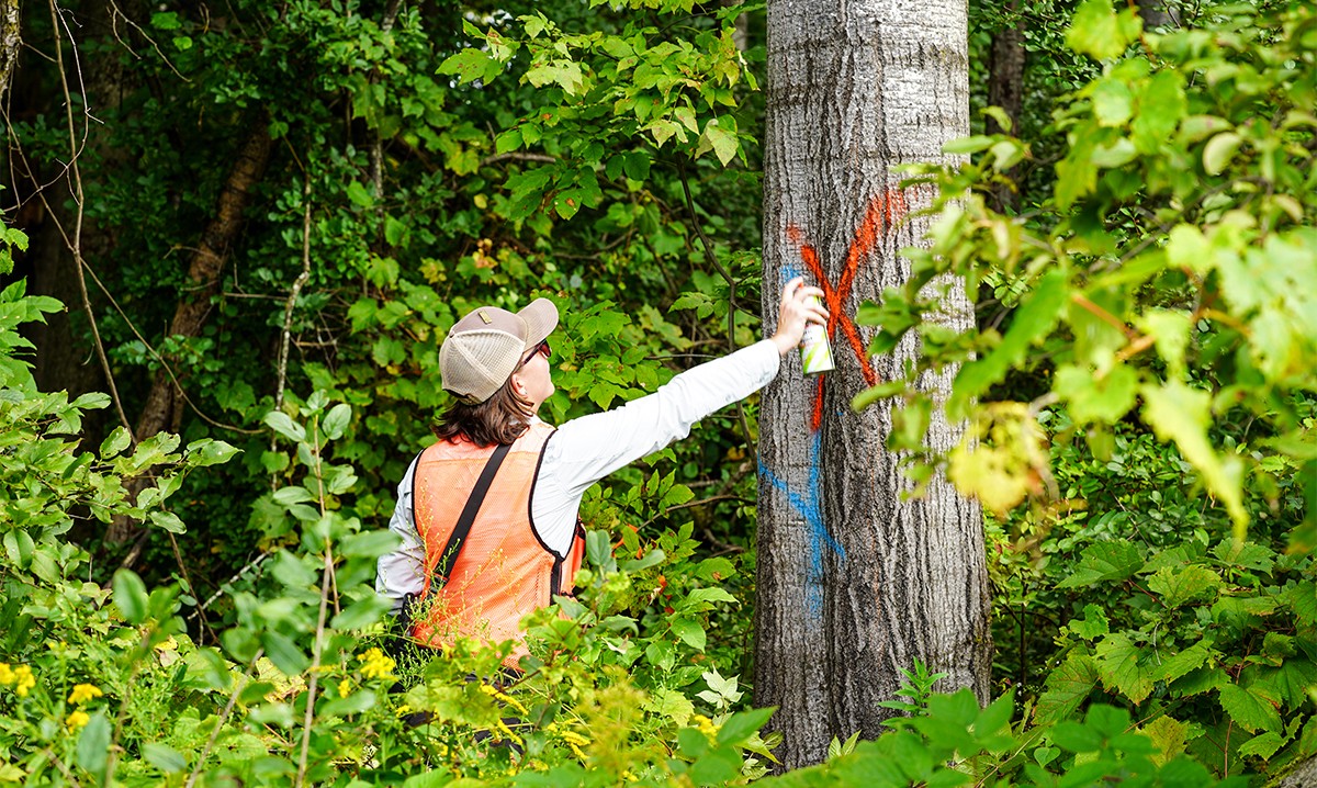 VELCO vegetation worker marking trees