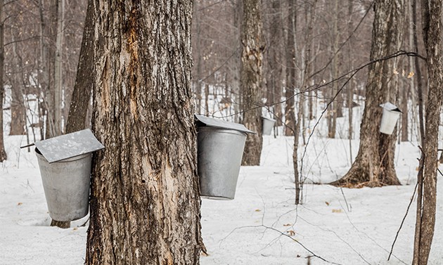 Maple season in Vermont